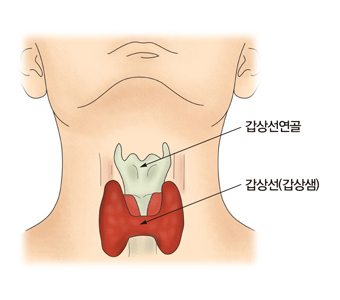 갑상선 위치